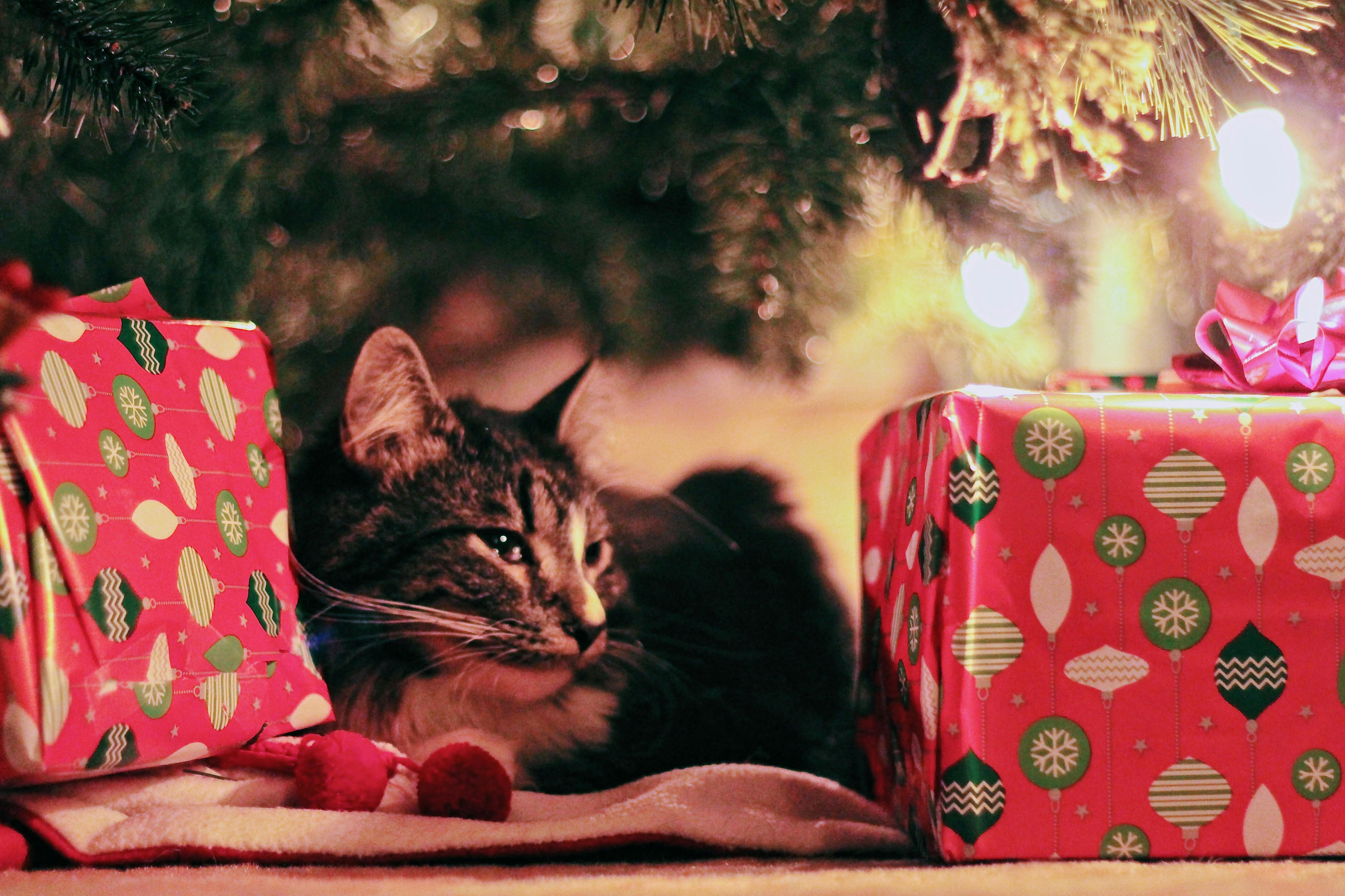 Kočka s dárky