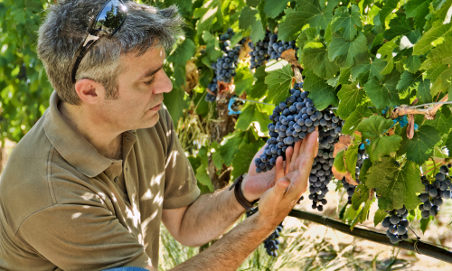 Deň vína: Oslava tradície, chuti a príbehov z viníc