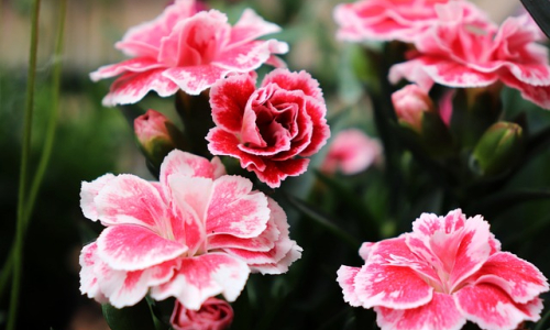 Historie MDŽ + pikantní zajímavosti